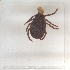 ( - NMNH-2023-040-C04)  @11 [ ] No Rights Reserved (2023) Yvonne Linton Smithsonian Institution National Museum of Natural History