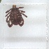  ( - NMNH-2023-040-D05)  @11 [ ] No Rights Reserved (2023) Yvonne Linton Smithsonian Institution National Museum of Natural History
