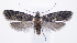  ( - UHIM.DNA00096)  @11 [ ] by-nc-nd (2021) University of Hawaii Insect Museum University of Hawaii at Manoa