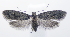  (Carposina ohawaiella - UHIM.DNA00022)  @11 [ ] by-nc-nd (2021) University of Hawaii Insect Museum University of Hawaii at Manoa