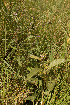  ( - D6_K1207_Solanum_sp)  @11 [ ] CreativeCommons - Attribution Non-Commercial Share-Alike (2014) Dr. Robert Pringle Mpala Research Centre