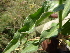  ( - G3_K1212_Aneilema_hockii)  @11 [ ] CreativeCommons - Attribution Non-Commercial Share-Alike (2014) Dr. Robert Pringle Mpala Research Centre