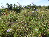  ( - G3_K1212_Aneilema_hockii)  @11 [ ] CreativeCommons - Attribution Non-Commercial Share-Alike (2014) Dr. Robert Pringle Mpala Research Centre