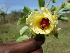  ( - D4_K1212_Solanum_campylacanthum)  @11 [ ] CreativeCommons - Attribution Non-Commercial Share-Alike (2014) Dr. Robert Pringle Mpala Research Centre