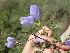 ( - G3_K1212_Aneilema_hockii)  @11 [ ] CreativeCommons - Attribution Non-Commercial Share-Alike (2014) Dr. Robert Pringle Mpala Research Centre