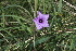  ( - D10_K1215_Ipomoea_cairica)  @11 [ ] CreativeCommons - Attribution Non-Commercial Share-Alike (2014) Dr. Robert Pringle Mpala Research Centre
