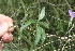  ( - D10_K1215_Ipomoea_cairica)  @11 [ ] CreativeCommons - Attribution Non-Commercial Share-Alike (2014) Dr. Robert Pringle Mpala Research Centre