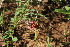  ( - E11_K1215_Indigofera_hochstetteri)  @11 [ ] CreativeCommons - Attribution Non-Commercial Share-Alike (2014) Dr. Robert Pringle Mpala Research Centre