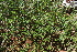  ( - E4_K1215_Indigofera_hochstetteri)  @11 [ ] CreativeCommons - Attribution Non-Commercial Share-Alike (2014) Dr. Robert Pringle Mpala Research Centre