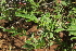  ( - E4_K1215_Indigofera_hochstetteri)  @11 [ ] CreativeCommons - Attribution Non-Commercial Share-Alike (2014) Dr. Robert Pringle Mpala Research Centre