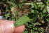  (Ocimum filamentosum - E8_K1215_Becium_sp)  @11 [ ] CreativeCommons - Attribution Non-Commercial Share-Alike (2014) Dr. Robert Pringle Mpala Research Centre