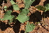  ( - F8_K1215_Ipomoea_obscura)  @11 [ ] CreativeCommons - Attribution Non-Commercial Share-Alike (2014) Dr. Robert Pringle Mpala Research Centre
