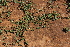  ( - F8_K1215_Ipomoea_obscura)  @11 [ ] CreativeCommons - Attribution Non-Commercial Share-Alike (2014) Dr. Robert Pringle Mpala Research Centre