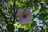  (Ipomoea ficifolia - G3_K1215_Ipomoea_wightii)  @11 [ ] CreativeCommons - Attribution Non-Commercial Share-Alike (2014) Dr. Robert Pringle Mpala Research Centre