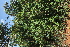  ( - G7_K1215_Ipomoea_wightii)  @11 [ ] CreativeCommons - Attribution Non-Commercial Share-Alike (2014) Dr. Robert Pringle Mpala Research Centre