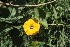  ( - G11_K1215_Ipomoea_ochracea)  @11 [ ] CreativeCommons - Attribution Non-Commercial Share-Alike (2014) Dr. Robert Pringle Mpala Research Centre