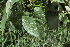  ( - G11_K1215_Ipomoea_ochracea)  @11 [ ] CreativeCommons - Attribution Non-Commercial Share-Alike (2014) Dr. Robert Pringle Mpala Research Centre