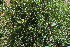  ( - G11_K1215_Ipomoea_ochracea)  @11 [ ] CreativeCommons - Attribution Non-Commercial Share-Alike (2014) Dr. Robert Pringle Mpala Research Centre