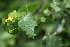  ( - H10_K1215_Abutilon_mauritianum)  @11 [ ] CreativeCommons - Attribution Non-Commercial Share-Alike (2014) Dr. Robert Pringle Mpala Research Centre