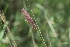  ( - B7_K1216_Chloris_roxburghiana)  @11 [ ] CreativeCommons - Attribution Non-Commercial Share-Alike (2014) Dr. Robert Pringle Mpala Research Centre