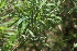  ( - B7_K1216_Chloris_roxburghiana)  @11 [ ] CreativeCommons - Attribution Non-Commercial Share-Alike (2014) Dr. Robert Pringle Mpala Research Centre