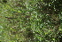  ( - B7_K1216_Chloris_roxburghiana)  @11 [ ] CreativeCommons - Attribution Non-Commercial Share-Alike (2014) Dr. Robert Pringle Mpala Research Centre