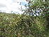  ( - G4_K1214_Acacia_gerardii)  @11 [ ] CreativeCommons - Attribution Non-Commercial Share-Alike (2014) Dr. Robert Pringle Mpala Research Centre