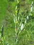  ( - C10_K1216_Phyllanthus_sp)  @11 [ ] CreativeCommons - Attribution Non-Commercial Share-Alike (2014) Dr. Robert Pringle Mpala Research Centre