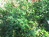  ( - A7_K1214_Chenopodium_sp)  @11 [ ] CreativeCommons - Attribution Non-Commercial Share-Alike (2014) Dr. Robert Pringle Mpala Research Centre