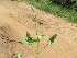  ( - G7_K1214_Unknown_sp)  @11 [ ] CreativeCommons - Attribution Non-Commercial Share-Alike (2014) Dr. Robert Pringle Mpala Research Centre