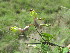  (Ceropegia racemosa - E2_K1214_Unknown_sp)  @11 [ ] CreativeCommons - Attribution Non-Commercial Share-Alike (2014) Dr. Robert Pringle Mpala Research Centre