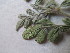  ( - B8_K1216_Indigofera_small)  @11 [ ] CreativeCommons - Attribution Non-Commercial Share-Alike (2014) Dr. Robert Pringle Mpala Research Centre