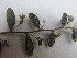  ( - D11_K1216_Evolvulus_sp)  @11 [ ] CreativeCommons - Attribution Non-Commercial Share-Alike (2014) Dr. Robert Pringle Mpala Research Centre