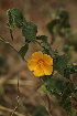  ( - H2_K1207_Abutilon_mauritianum)  @11 [ ] CreativeCommons - Attribution Non-Commercial Share-Alike (2015) Dr. Robert Pringle Mpala Research Centre