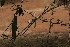  ( - D2_K1207_Acacia_etbaica)  @11 [ ] CreativeCommons - Attribution Non-Commercial Share-Alike (2015) Dr. Robert Pringle Mpala Research Centre