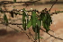  ( - D2_K1207_Acacia_etbaica)  @11 [ ] CreativeCommons - Attribution Non-Commercial Share-Alike (2015) Dr. Robert Pringle Mpala Research Centre