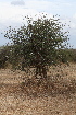 ( - D2_K1207_Acacia_etbaica)  @11 [ ] CreativeCommons - Attribution Non-Commercial Share-Alike (2015) Dr. Robert Pringle Mpala Research Centre