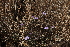  ( - B1_K1207_Barleria_spinisepala)  @11 [ ] CreativeCommons - Attribution Non-Commercial Share-Alike (2015) Dr. Robert Pringle Mpala Research Centre