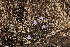  ( - B1_K1207_Barleria_spinisepala)  @11 [ ] CreativeCommons - Attribution Non-Commercial Share-Alike (2015) Dr. Robert Pringle Mpala Research Centre