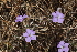  ( - B1_K1207_Barleria_spinisepala)  @11 [ ] CreativeCommons - Attribution Non-Commercial Share-Alike (2015) Dr. Robert Pringle Mpala Research Centre