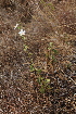  ( - B3_K1207_Hibiscus_flavifolius)  @11 [ ] CreativeCommons - Attribution Non-Commercial Share-Alike (2015) Dr. Robert Pringle Mpala Research Centre