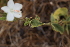  ( - B3_K1207_Hibiscus_flavifolius)  @11 [ ] CreativeCommons - Attribution Non-Commercial Share-Alike (2015) Dr. Robert Pringle Mpala Research Centre