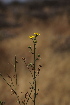  ( - G5_K1207_Osteospermum_sp)  @11 [ ] CreativeCommons - Attribution Non-Commercial Share-Alike (2015) Dr. Robert Pringle Mpala Research Centre