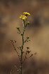  (Osteospermum vaillantii - H5_K1207_Osteospermum_sp)  @11 [ ] CreativeCommons - Attribution Non-Commercial Share-Alike (2015) Dr. Robert Pringle Mpala Research Centre