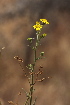  ( - E5_K1207_Osteospermum_sp)  @11 [ ] CreativeCommons - Attribution Non-Commercial Share-Alike (2015) Dr. Robert Pringle Mpala Research Centre