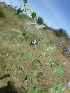  ( - B2_K1212_Unknown_sp)  @11 [ ] CreativeCommons - Attribution Non-Commercial Share-Alike (2014) Dr. Robert Pringle Mpala Research Centre