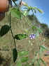  ( - B2_K1212_Unknown_sp)  @11 [ ] CreativeCommons - Attribution Non-Commercial Share-Alike (2014) Dr. Robert Pringle Mpala Research Centre