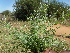 ( - B2_K1212_Unknown_sp)  @11 [ ] CreativeCommons - Attribution Non-Commercial Share-Alike (2014) Dr. Robert Pringle Mpala Research Centre