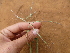  ( - C2_K1216_Chloris_virgata)  @11 [ ] CreativeCommons - Attribution Non-Commercial Share-Alike (2014) Dr. Robert Pringle Mpala Research Centre