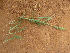  ( - E11_K1213_Setaria_verticillata)  @11 [ ] CreativeCommons - Attribution Non-Commercial Share-Alike (2014) Dr. Robert Pringle Mpala Research Centre